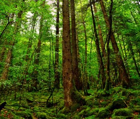 为什么小孩反复发烧一个月了（儿童反复发烧一个月了）