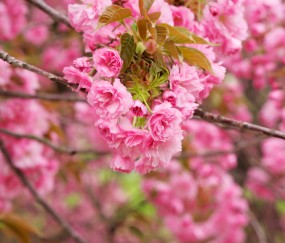 小孩嘴巴舌头溃疡发复发烧（儿童舌尖溃疡发烧）