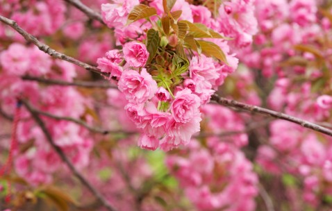 小孩嘴巴舌头溃疡发复发烧（儿童舌尖溃疡发烧）