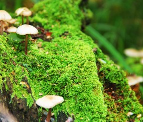 小孩发烧能喝梨茶吗（小孩发烧可以喝梨子汁吗）