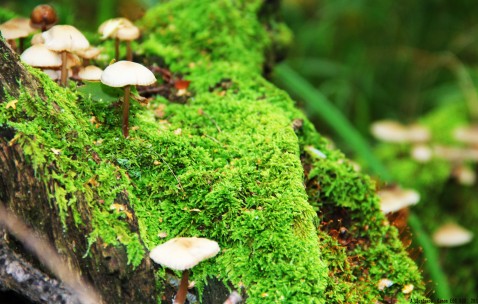 怎么增大卵泡（怎样增卵泡）