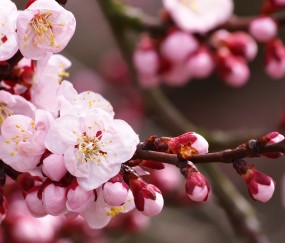 试管婴儿卵泡多大能取（试管卵泡到多少可以取）