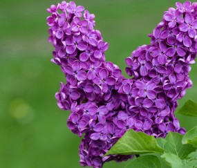 30岁卵巢早衰有什么症状