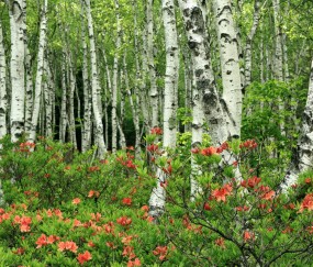 检测卵泡不长（卵泡不长需要做什么检查）