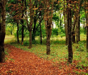 出水小孩会不会发烧（小孩出水是怎么回事）