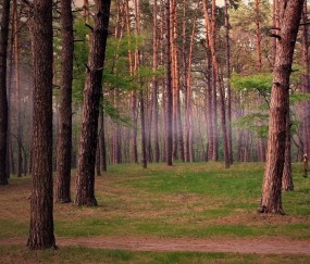 小孩发烧能吃苹果么（小孩发烧可不可以吃苹果）