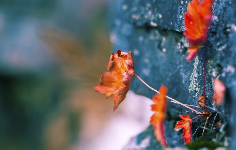 南昌借卵生子机构医院，选择三代试管供卵需要多少钱！（南昌市试管婴儿哪家好）