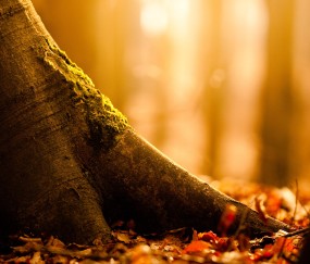 小孩发烧拉肚子可以吃蒜黄（小儿拉肚子可以吃烧的大蒜吗）