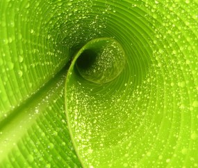 卵泡监测成功率（卵泡监测成功率高吗）