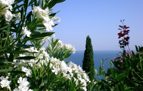 试管婴儿移囊胚成功率（试管婴儿胚囊移植需要多长时间）