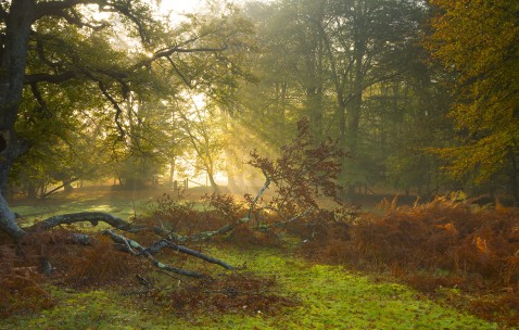 有一个囊泡是卵泡吗（一个囊泡会是双胞胎吗）